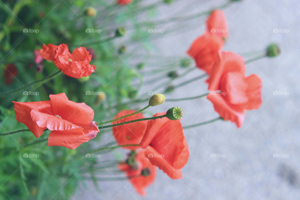 poppies