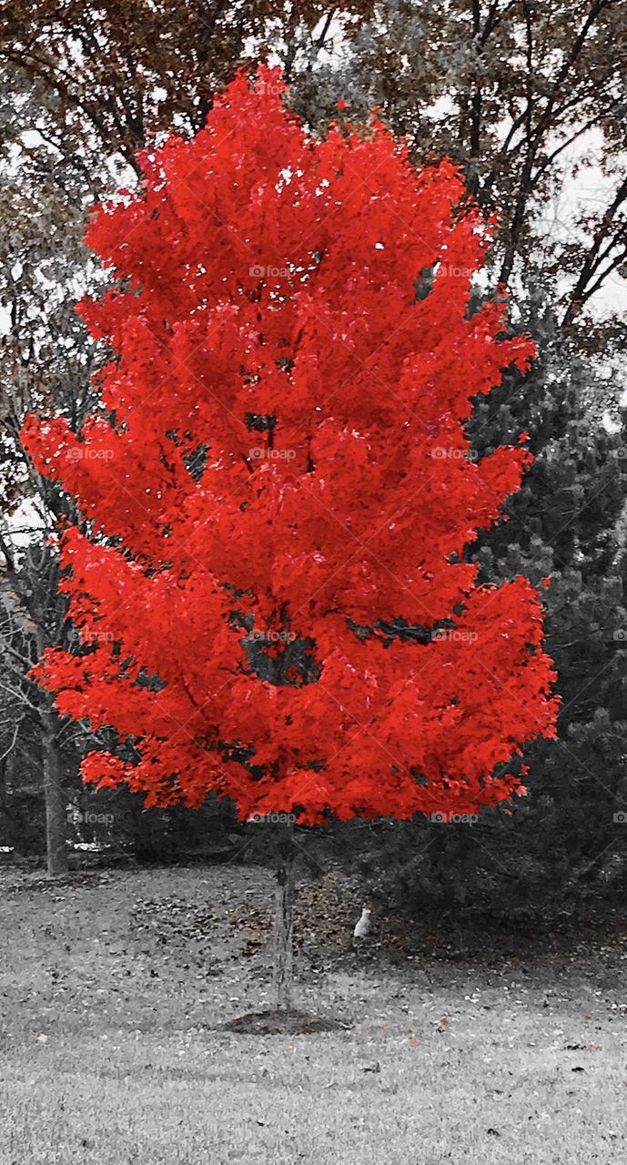 Red leaf tree 