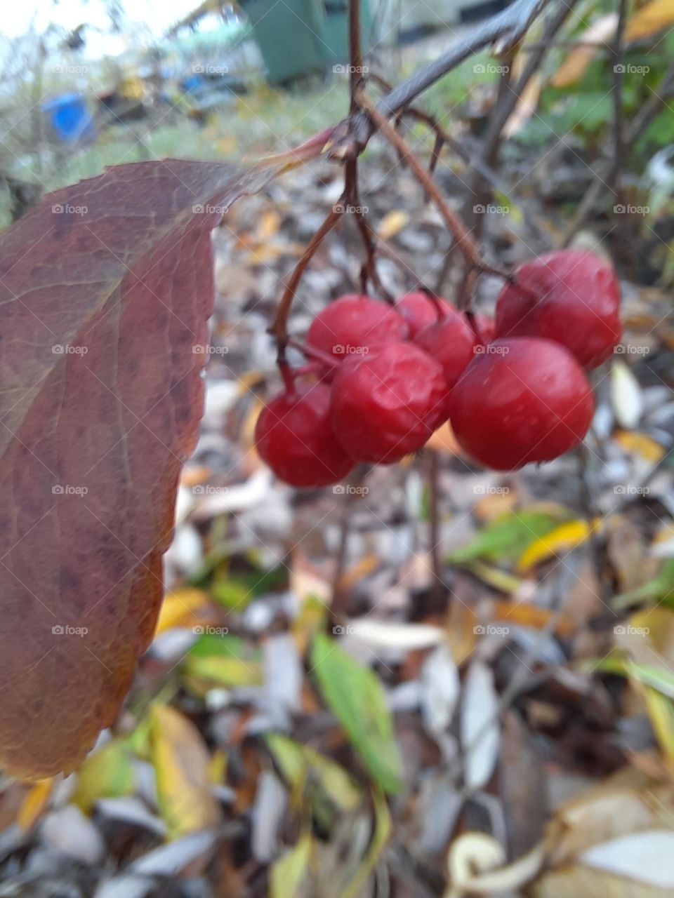 red fruits  of krab apples in autumn