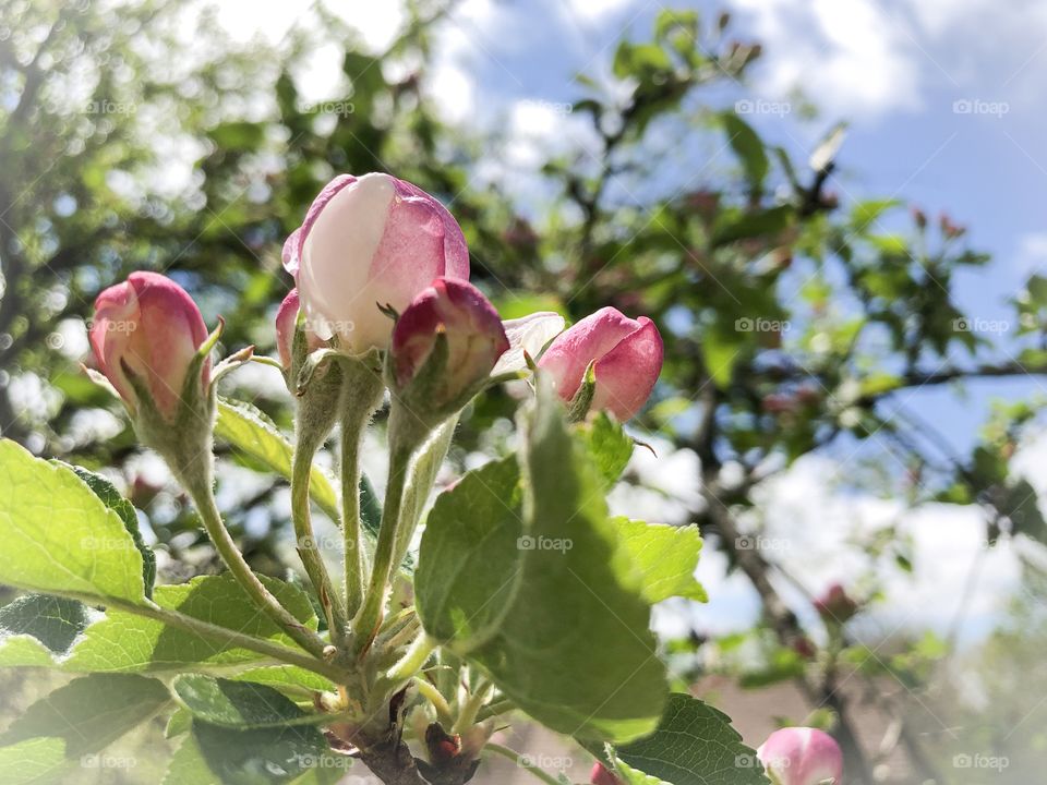 Finally after a long cold spring the Apple Blossoms are starting to come out. Beautiful Pink blossoms against a blue sky says spring to me. 