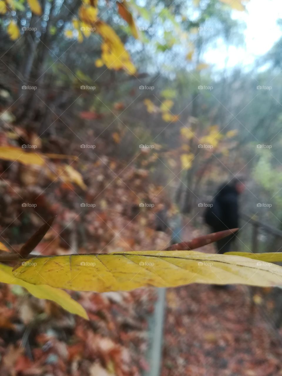 Wolking in forest