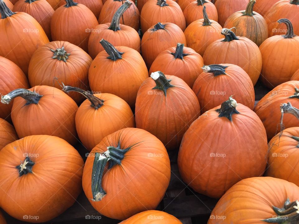 Pumpkins in fall