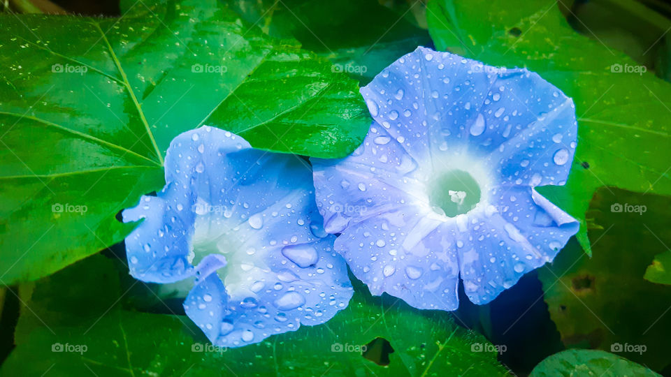 Wonderful colors of nature in one picture.
morning glory flower(ipomoea nil)