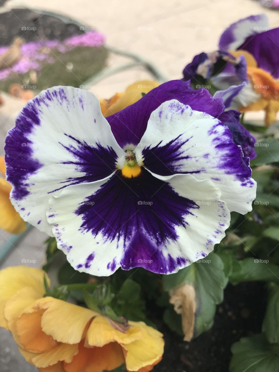 Pansy 