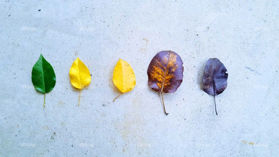 leaf color progression