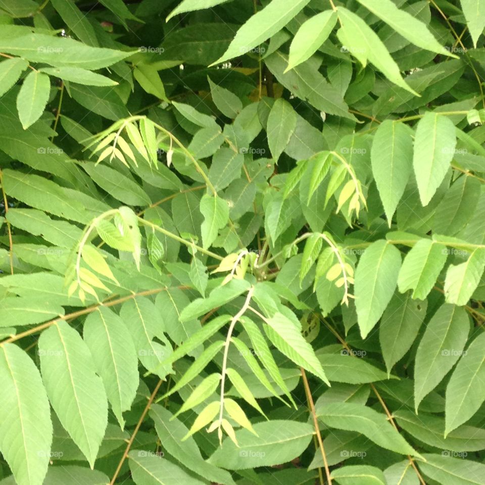 Leaves