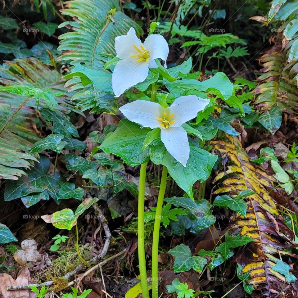 trillium