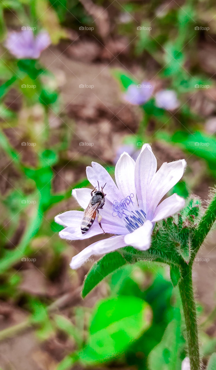 mobile photography with xiaomi note 9 pro