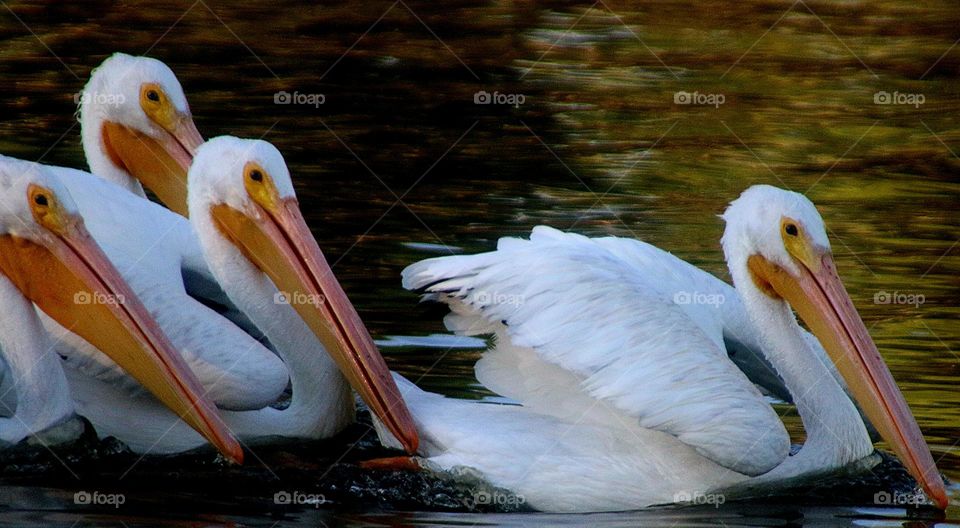 American White Pelicans Swimming in Lake