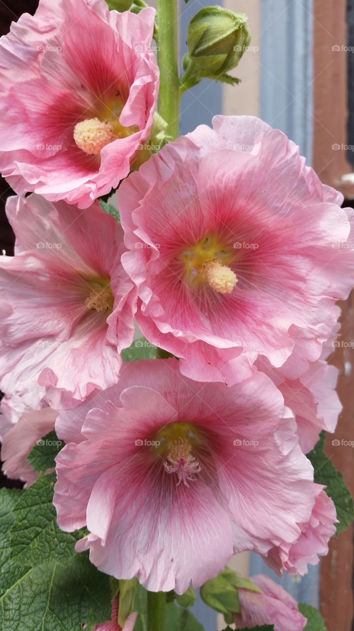 my pinks Hollyhocks. Makin all the colors slowly