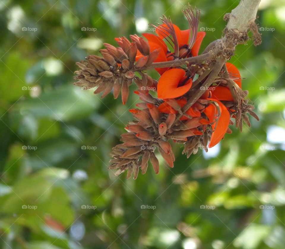 Red orange tree flower 