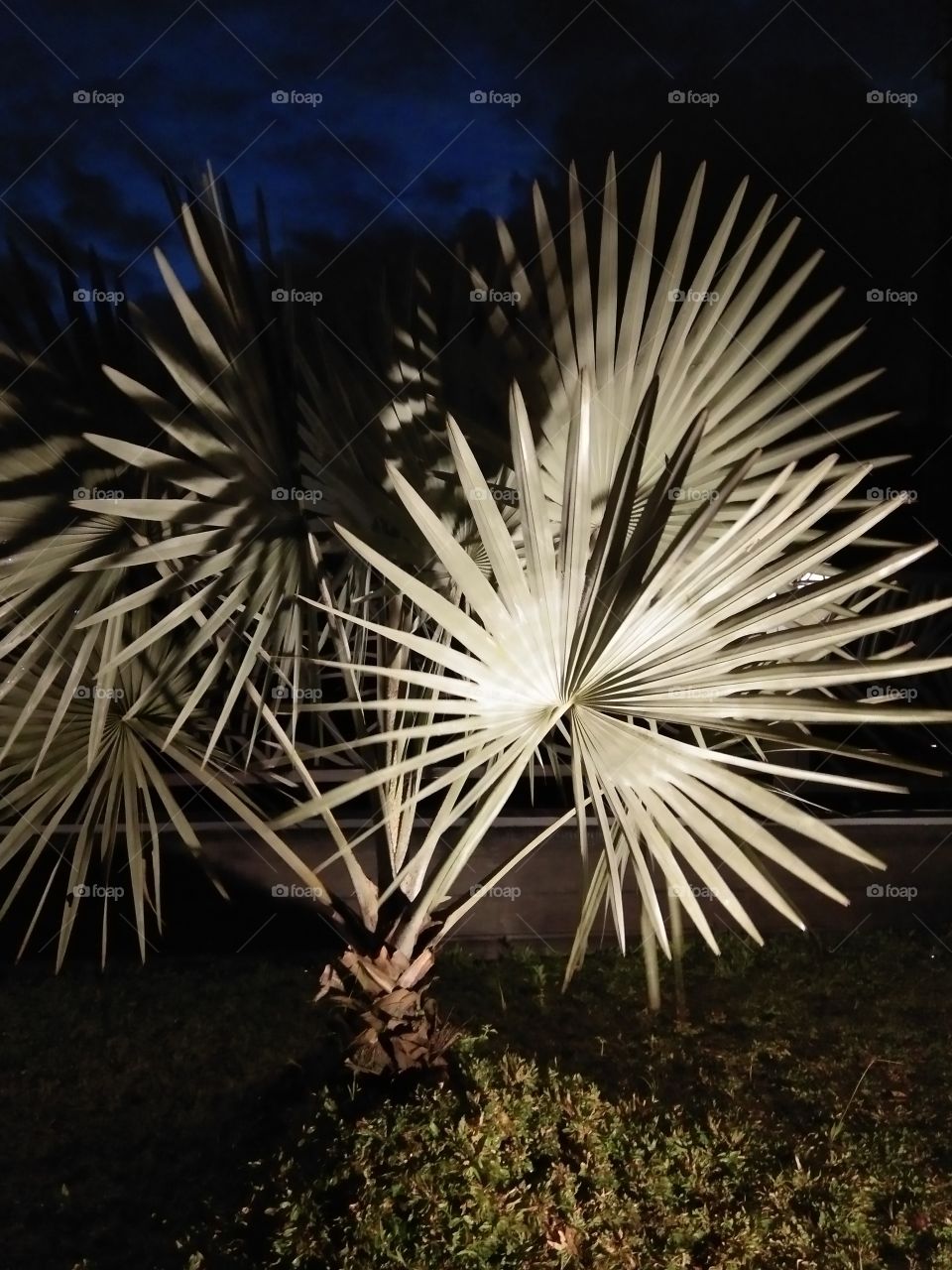 the fan palm tree at night with the light