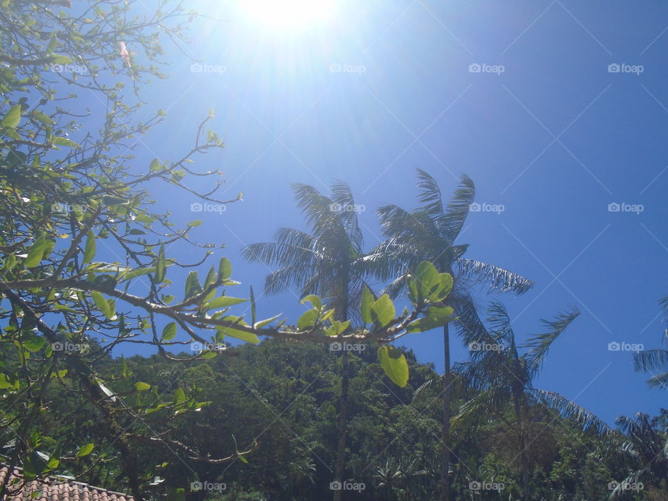 NATURE, PLANT, GARDEN,