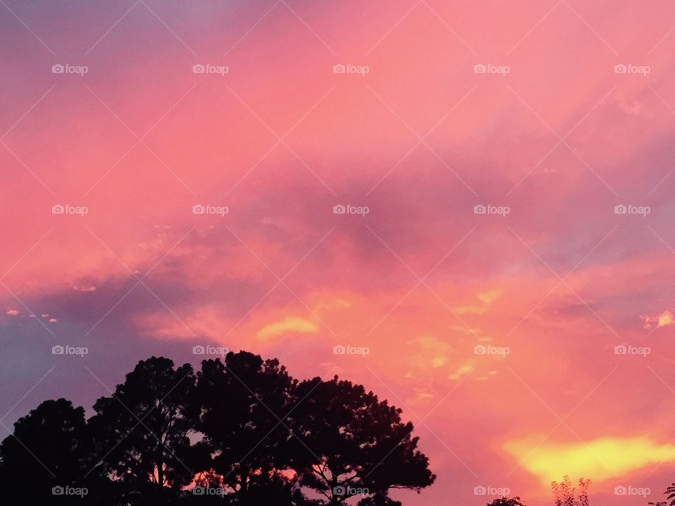 Pink and violet sunset from back yard. 