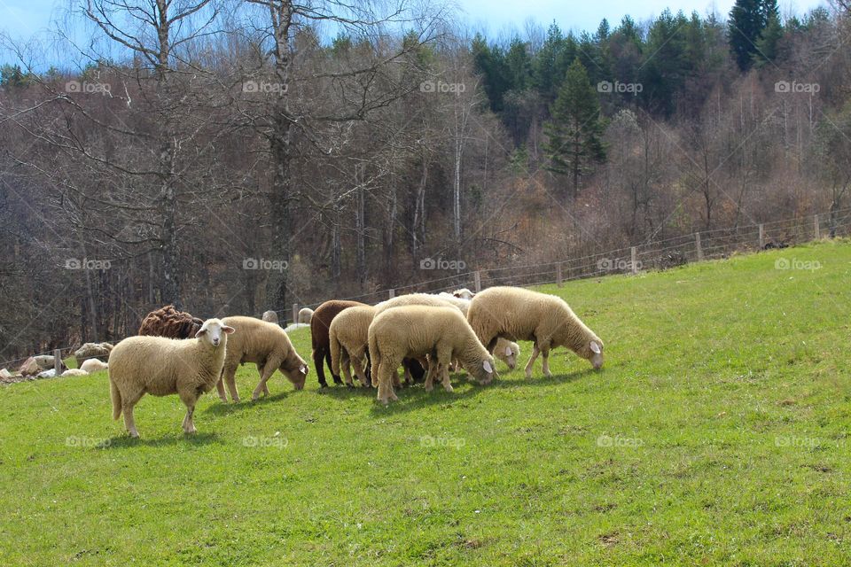 Spring landscape.  Sheeps and lambs graze grass in the pasture