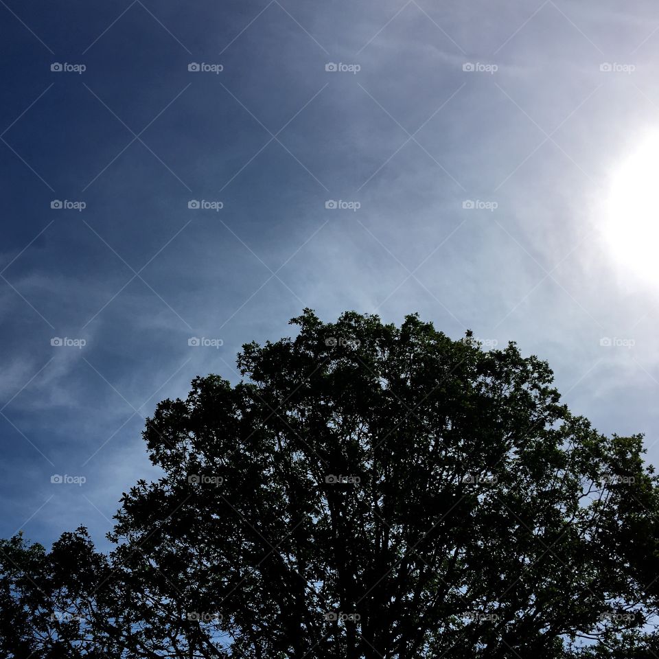 Sun shining on treetop, late morning sky!