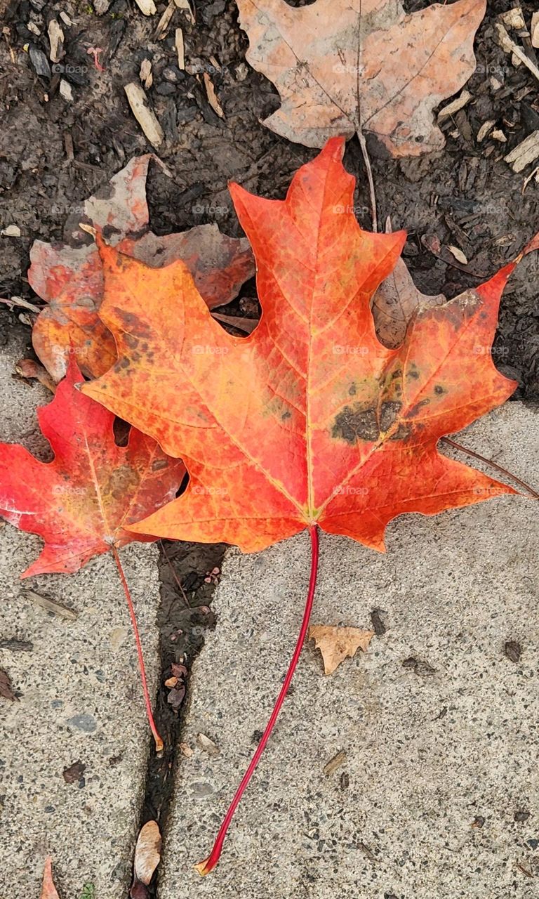 close up view of two vibrant orange fallen leaves on a sidewalk in Oregon in October