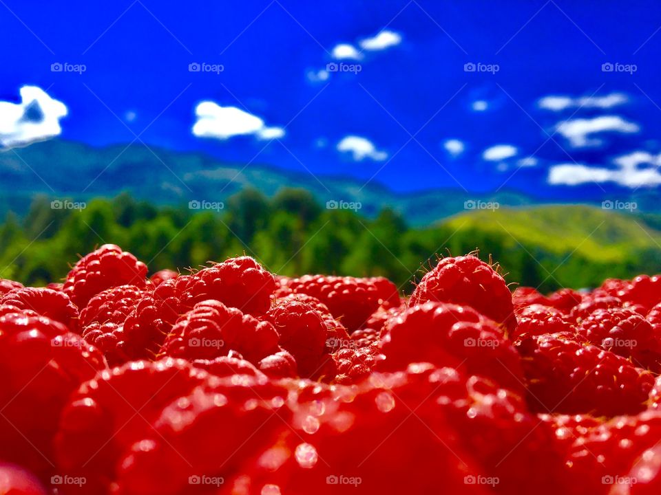 Raspberry Brezovica