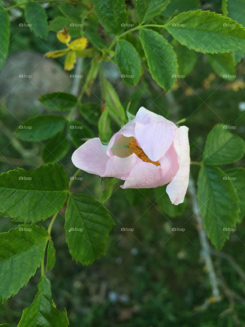 Catched at todays walk 