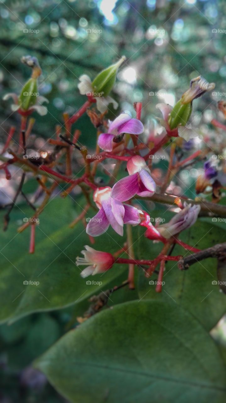 fruit flowers