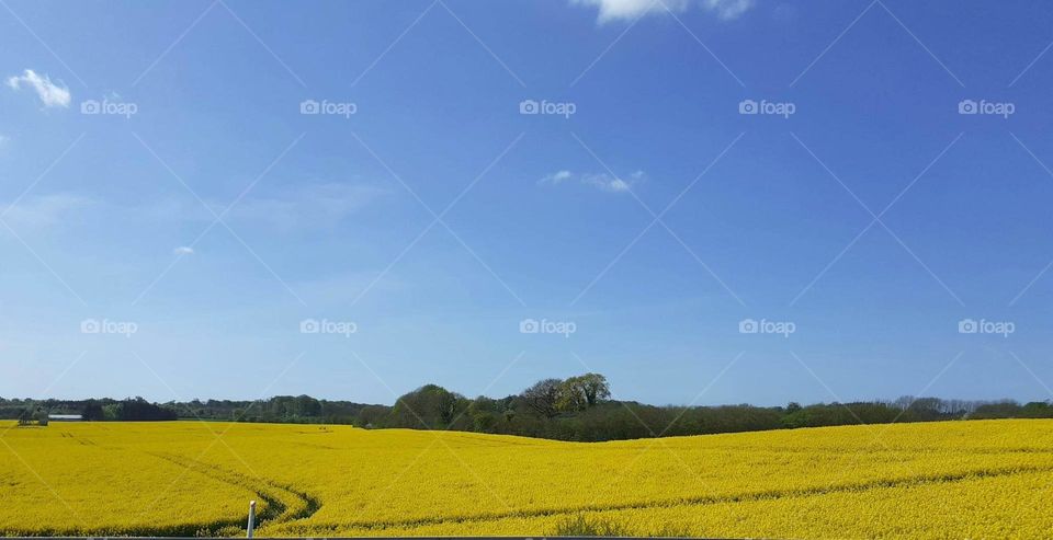 rapeseed meadow