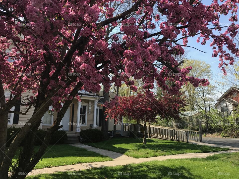 Springtime Flowering trees