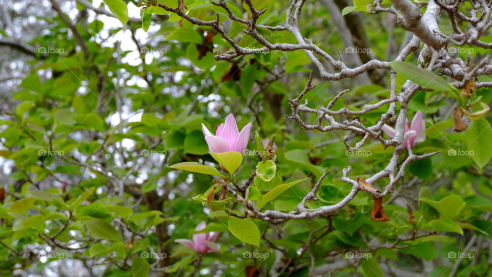 Pink Magnolia flowers