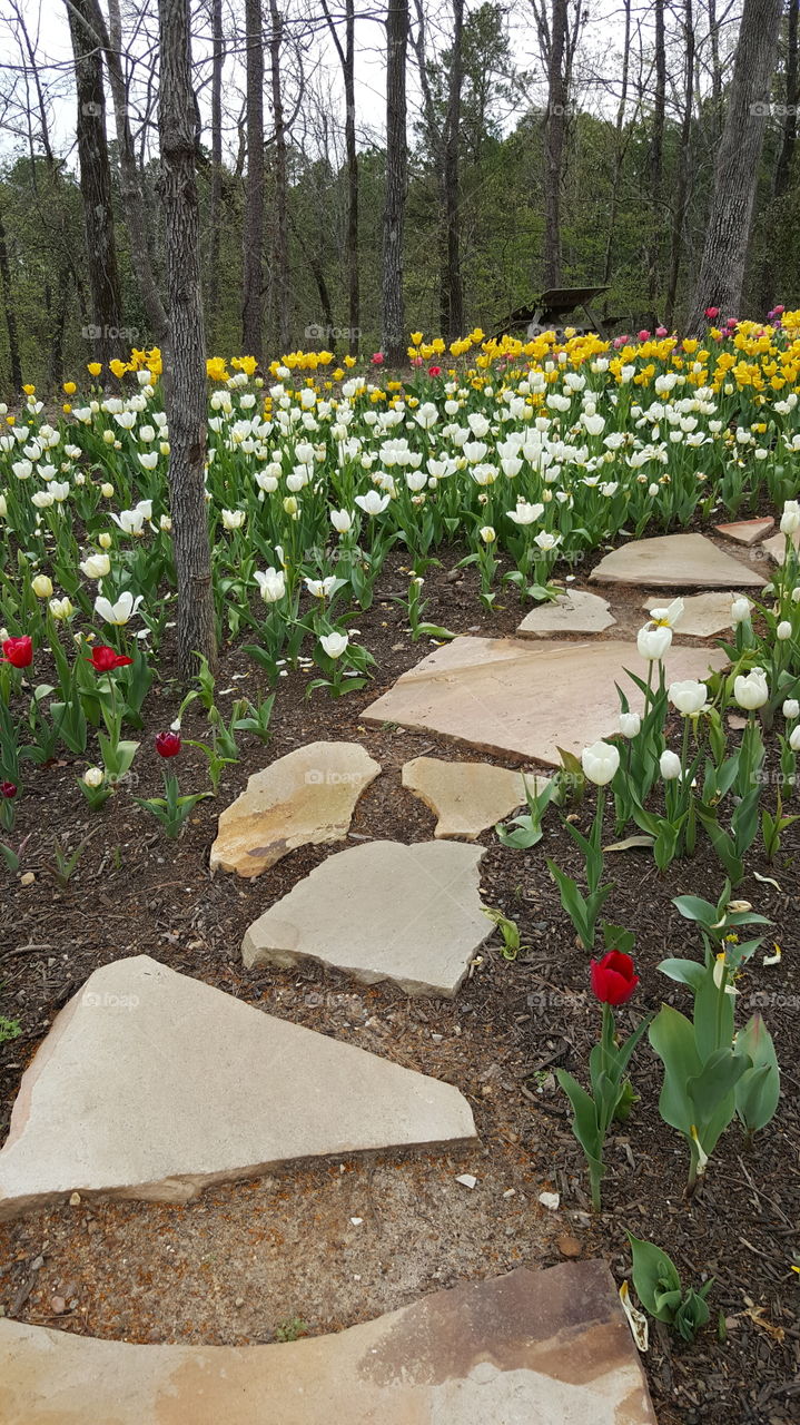 path outside no one yard blossom bloom rocks Earth season petal tulip Floral