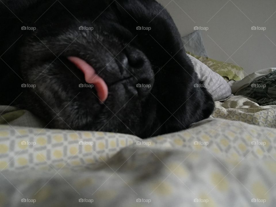 Another Pug Tongue 