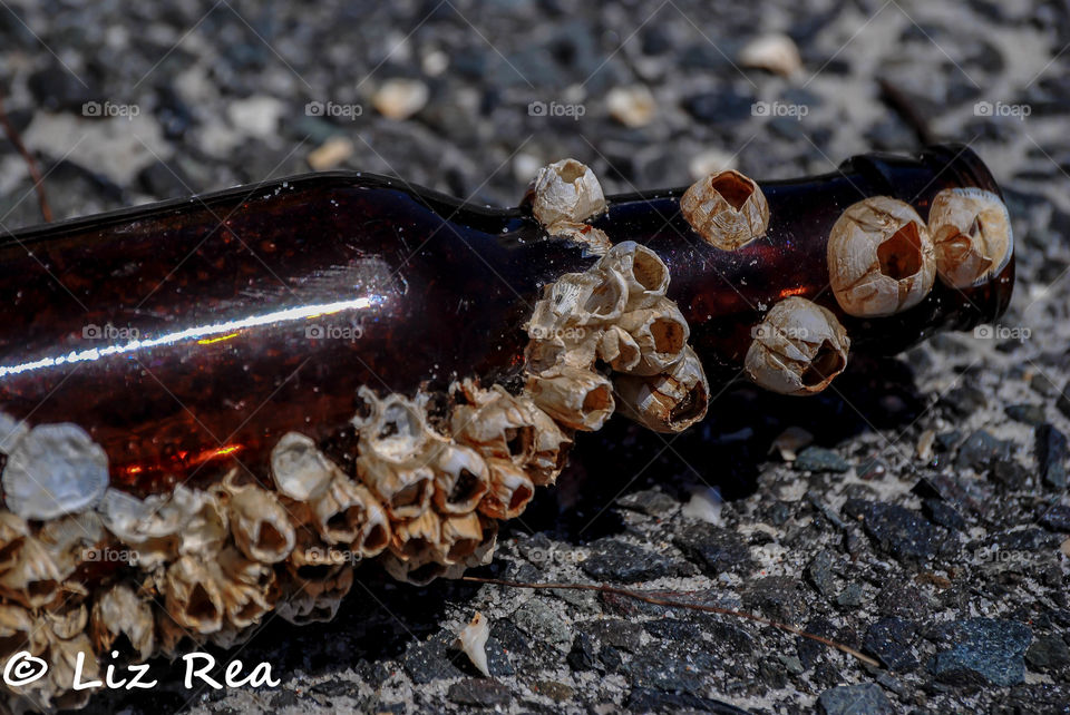 Barnacle beer bottle 