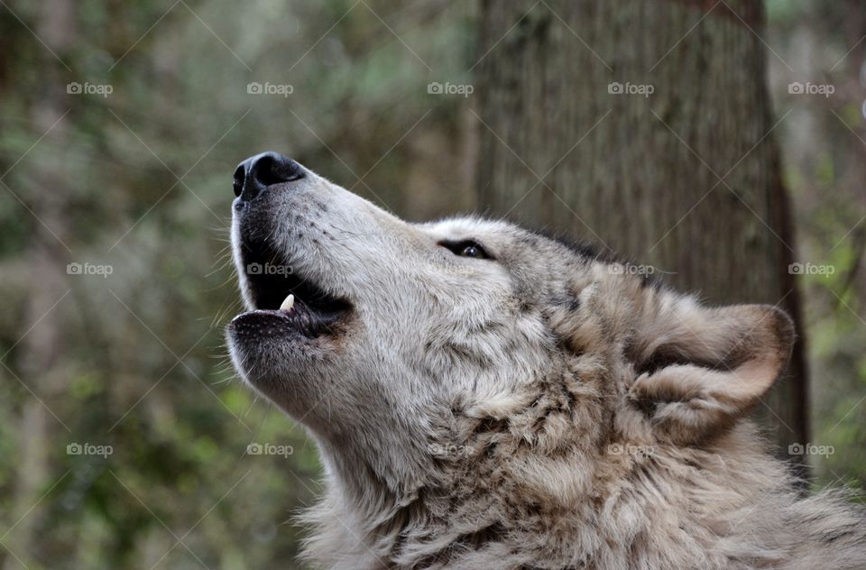 Howling wolf