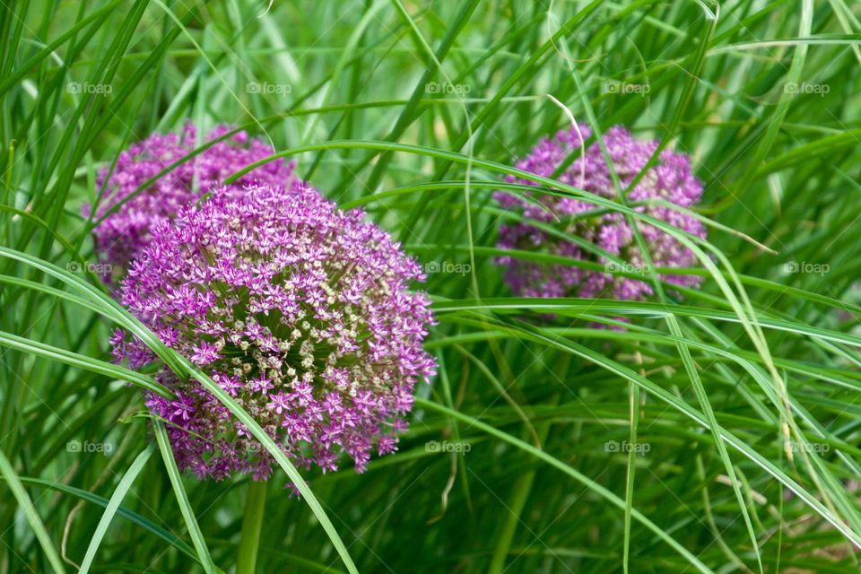 Among the reeds