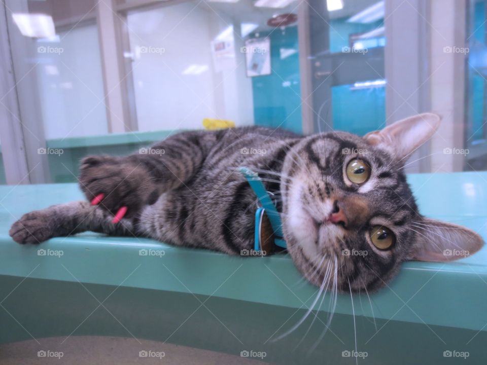 Brown and white tabby cat 