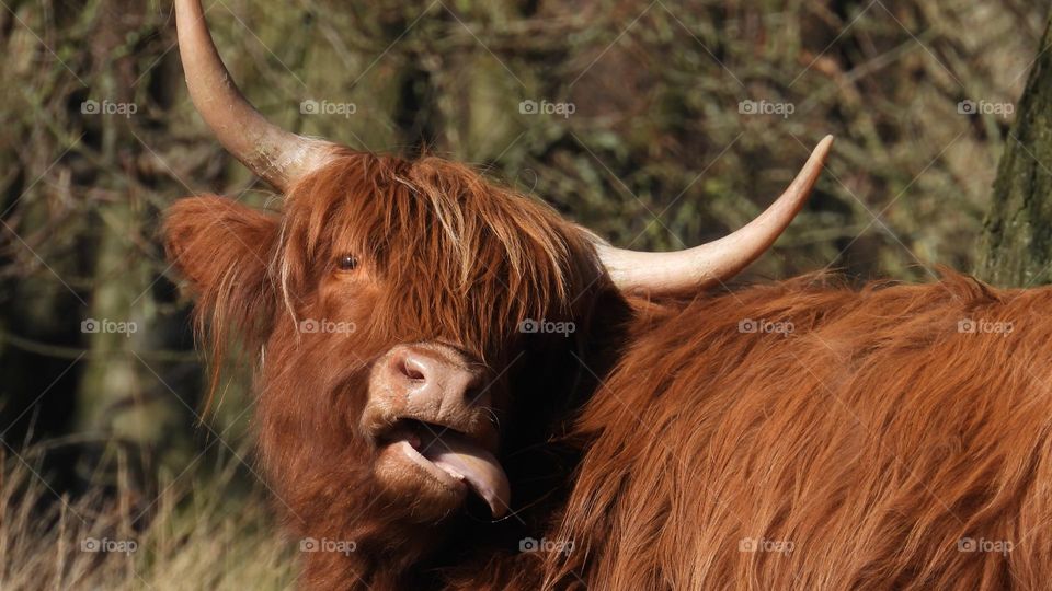 A close up of a highland cow