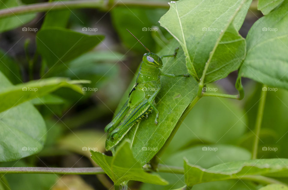 Camouflaged Grasshopper