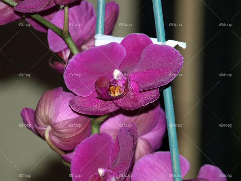 Orchid