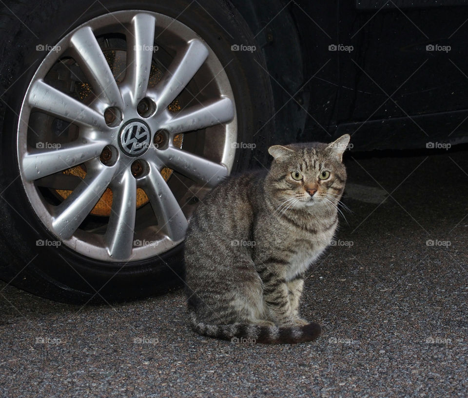 cat and wheel