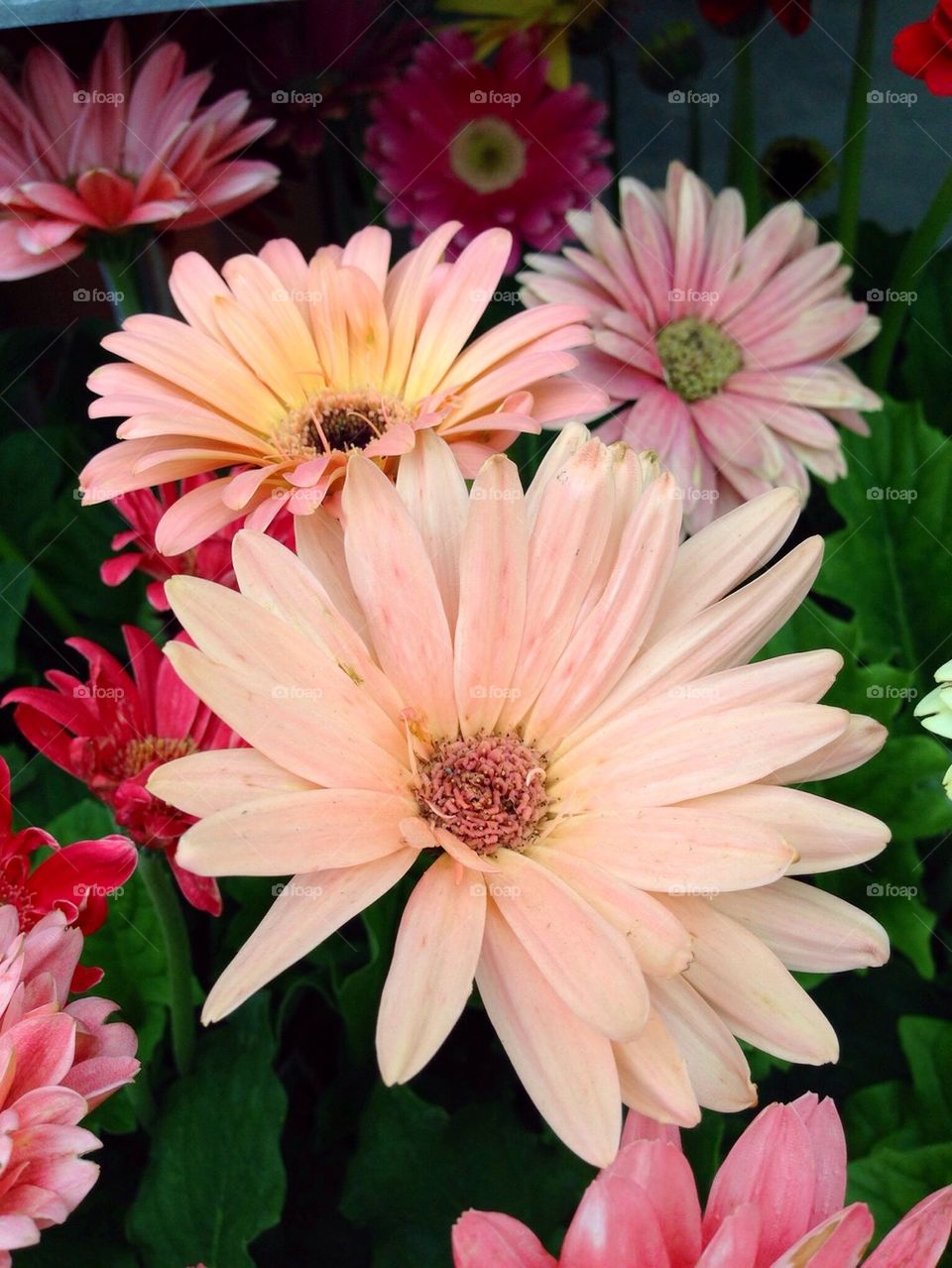 Peach Gerbera Daisy