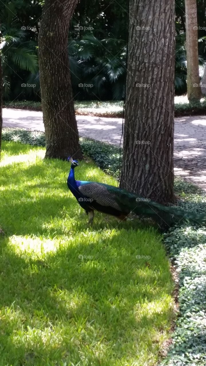 Peacock. in my way