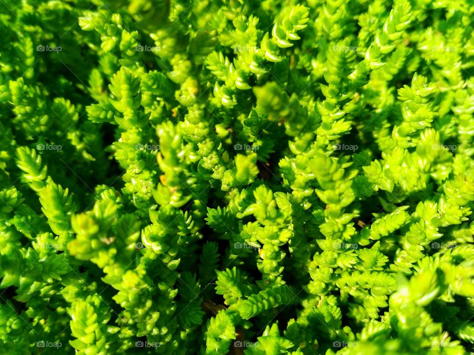 Greeny Succulent Plan