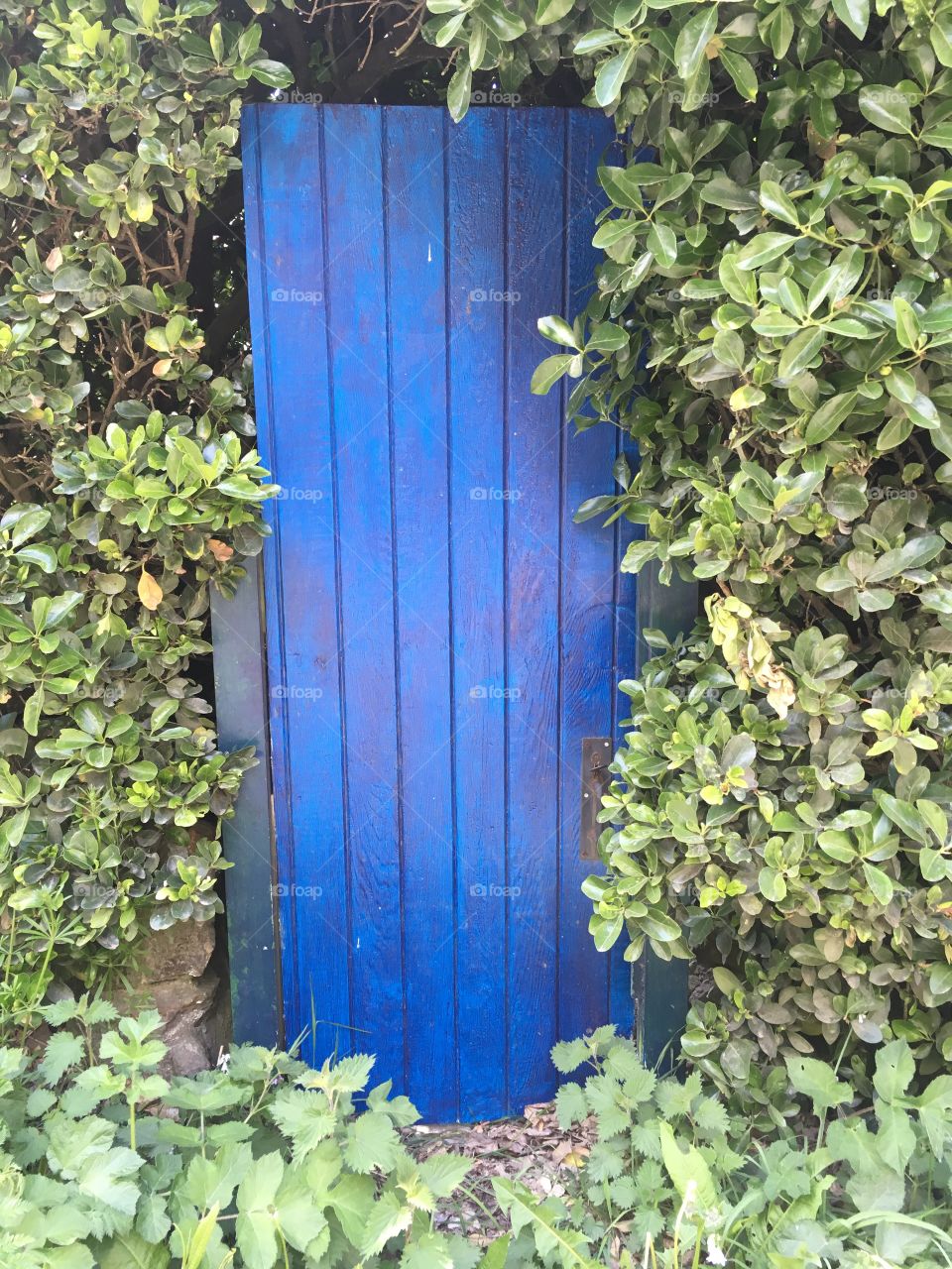 Blue door hidden garden foliage gate