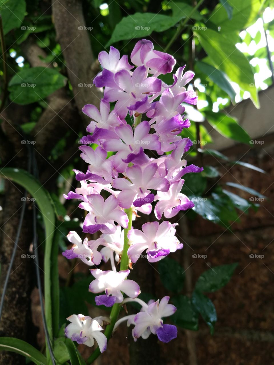 The blooming of wild orchids with purple and white flowers.