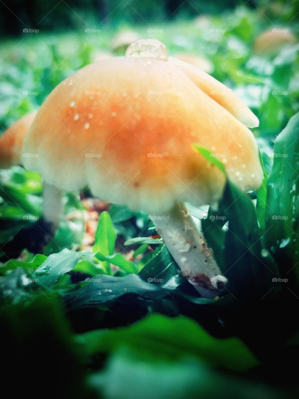 mushroom