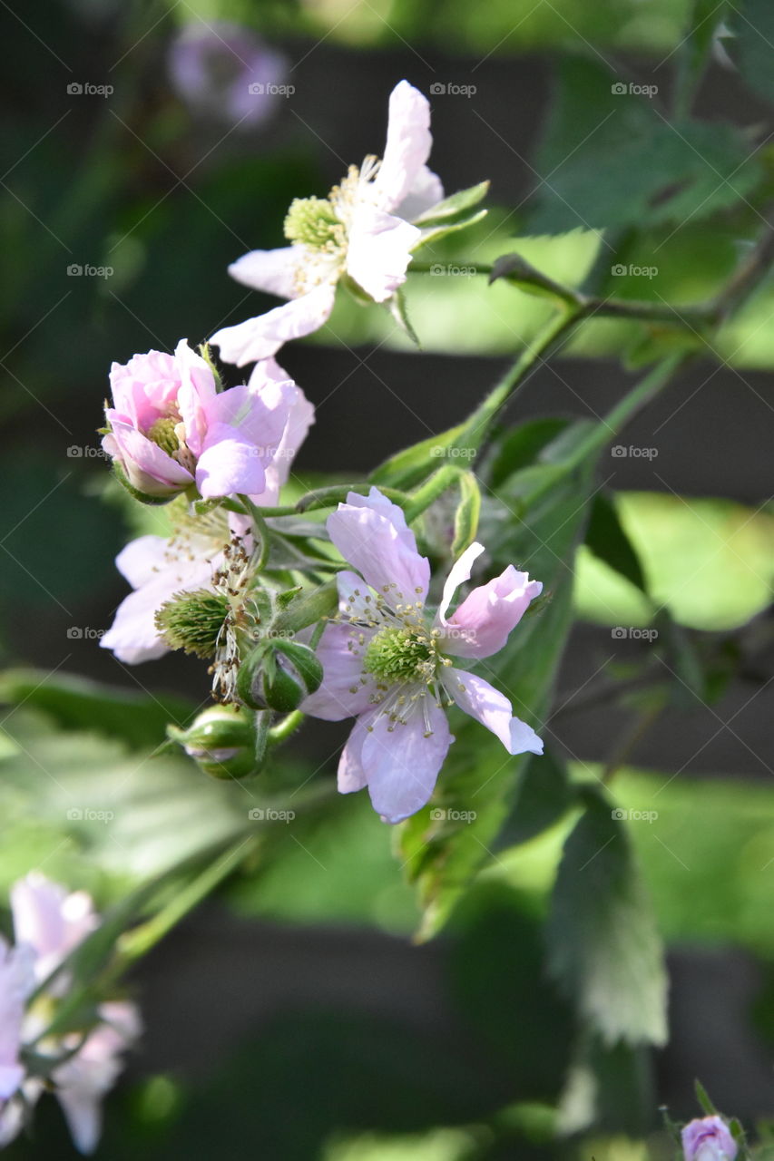 Blackberrys to be