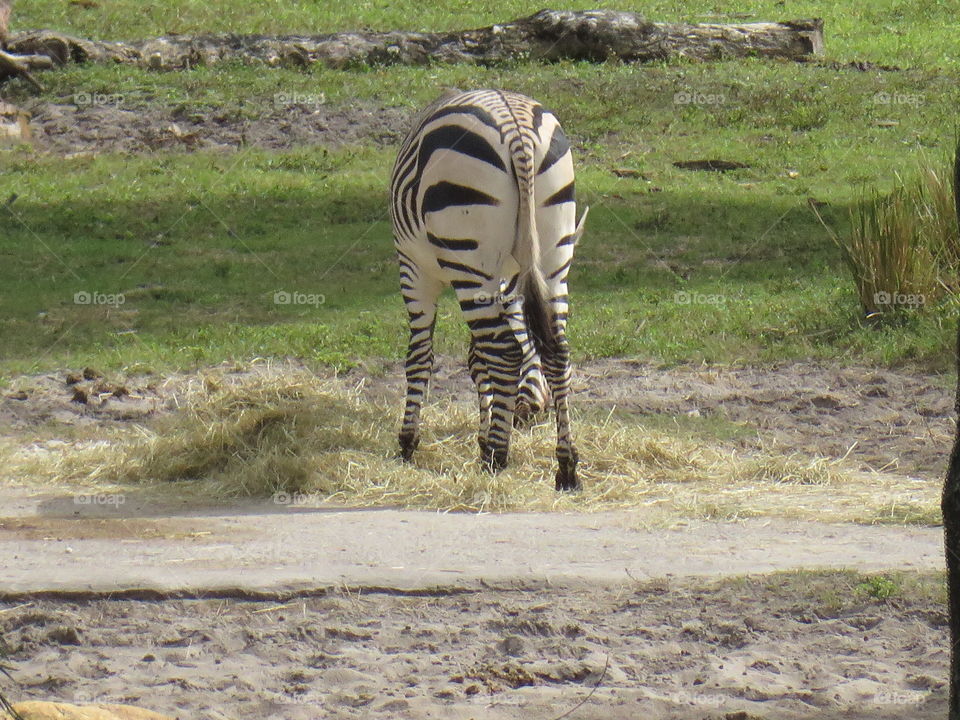 Zebra butt