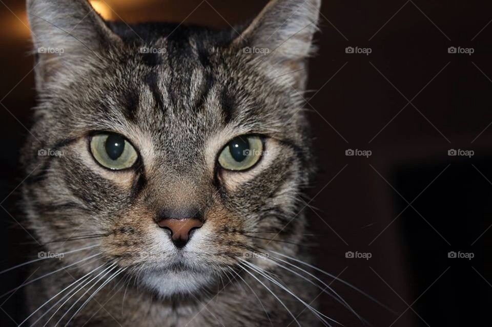 Tabby cat 1
