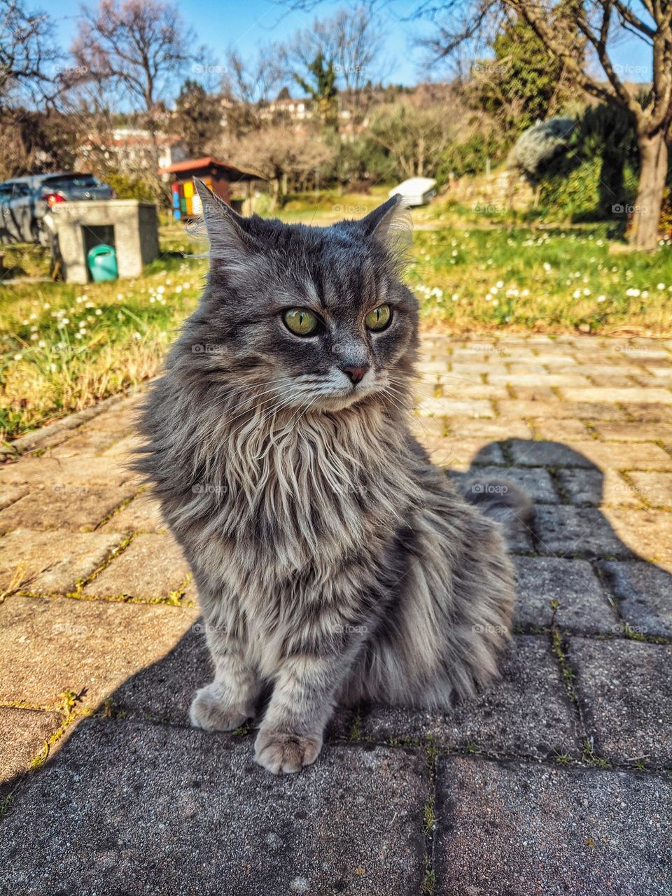 Portrait of grey beautiful fluffy cat close up outdoor