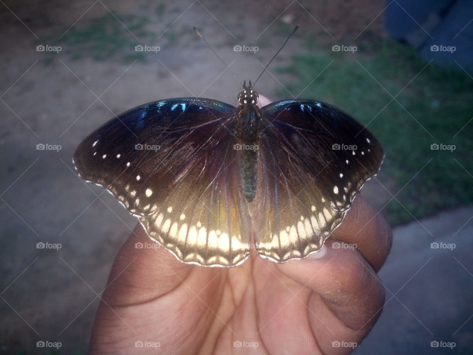 the most beautiful butterfly in my hand!! wow