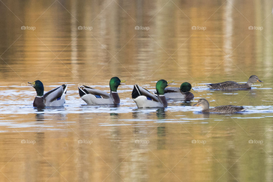 Autumn- happy mallard ducks swimming  - höst ankor
