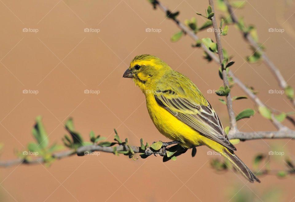 Beautiful and cute bird